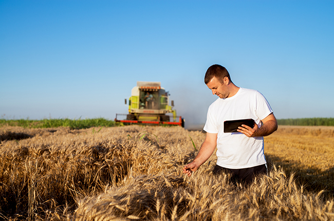 Farmer in white shirt holding tablet examining his wheat field with combine in background