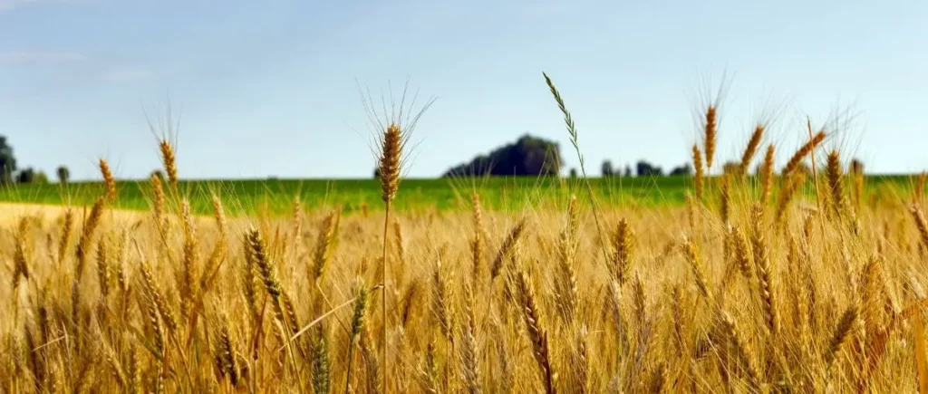 Saskatchewan-wheat-field-farm-land-tax-planning-checklist-Virtus-Group-LLP