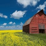 Old red barn in a canola field with blue sky in Saskatchewan